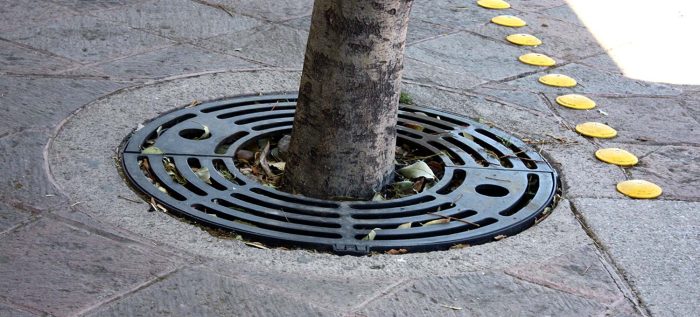 Alcorque arbol en la CDMX